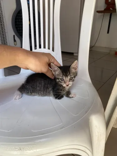 Gato pra DOAÇÃO 