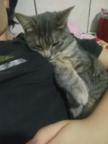Doe se gato