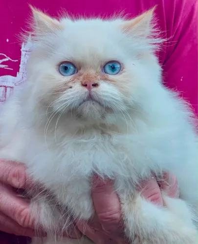 Maravilhosa gatinha Persa com Pedigree 