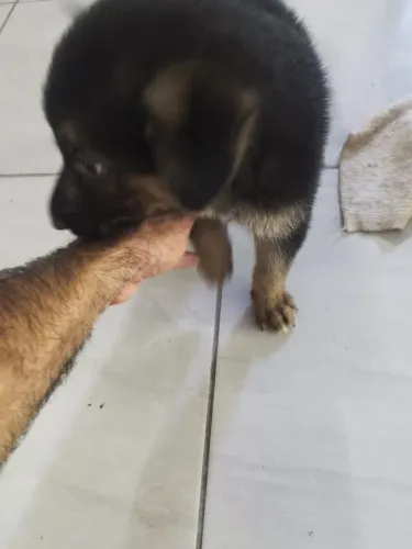 Vendo cachorro pastor alemão capa preta legítimo 