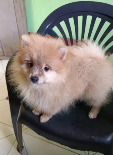 Spitz alemão Lulu da Pomerânia macho 