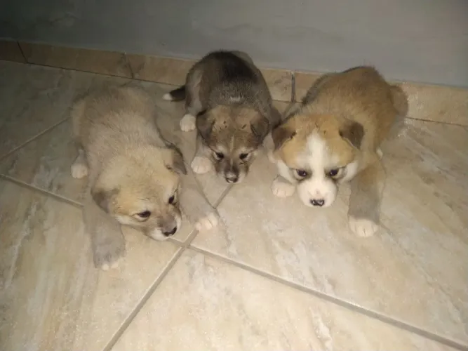 Filhotes da Raça Akita