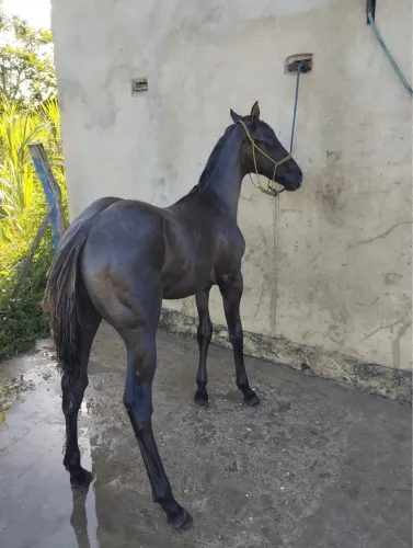 Vendo potro quarto de milha