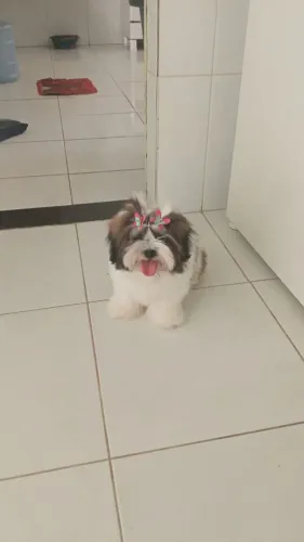 Shitzu