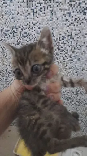 Gatos para adoção