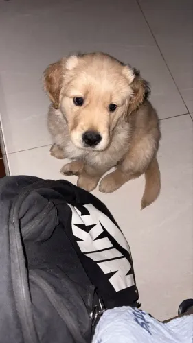 VENDO LINDO GOLDEN RETRIEVER - GENITORES COM PEDIGREE