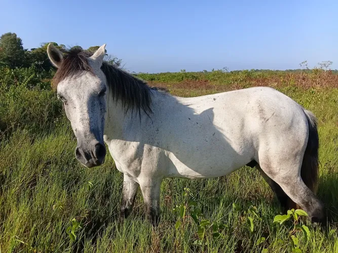 Cavalo ?