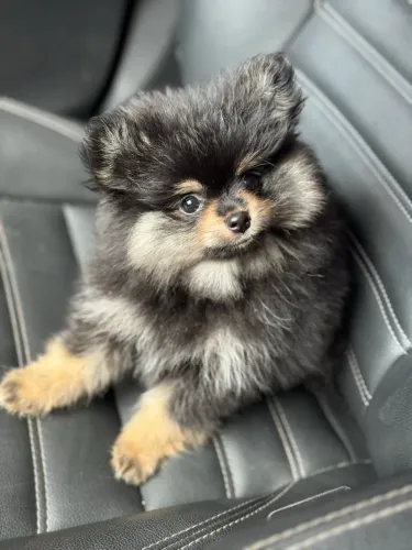 Fêmea Black and Tan Lulu da Pomerânia Spitz Alemão Anão