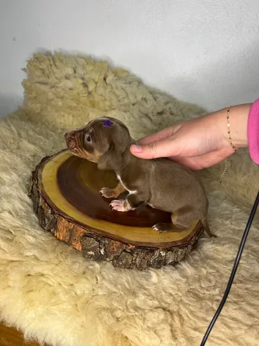 Fêmea Dachshund