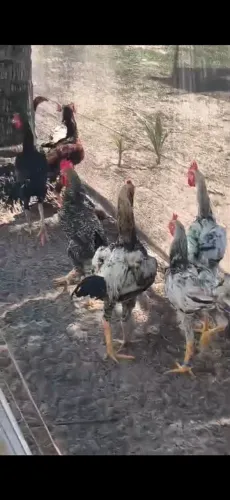 Frango de capoeira vendo 50 cada