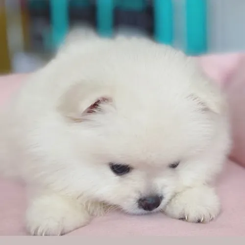 Lulu da Pomeranea Ursinhos