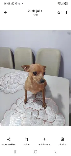 Vendo essa Pinscher