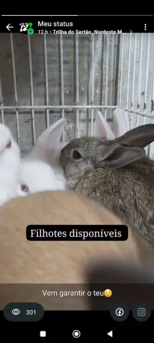 Coelhos