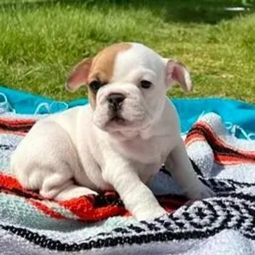 Bulldog Francês,Bulldog Francês Filhote Saudável Excelente Companhia