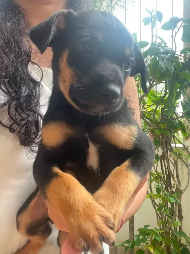 Doação de Cachorro