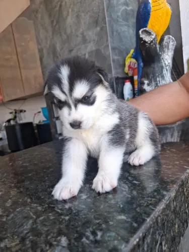 Filhotes de Husky Siberiano