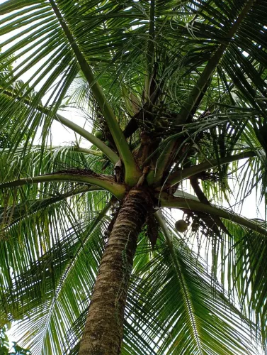 Vendo Terreno ilha ITAPARICA