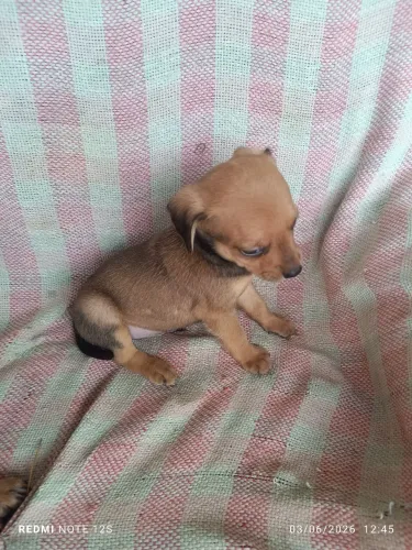 Vendo pinscher macho Puro 