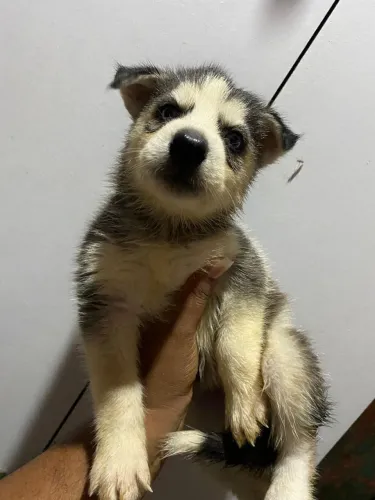 Husky Siberiano