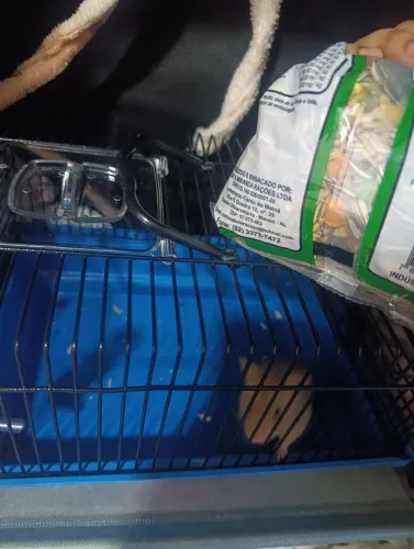 HAMSTER