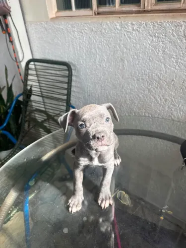 Filhote de American Bully 