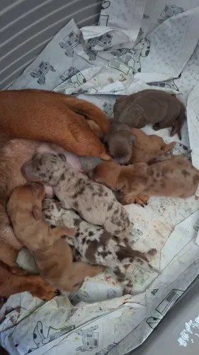 Lindos bebes de teckel