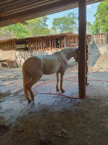 Cavalo mangalarga esquipador