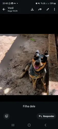 Venda de filhotes blue heeler e red heeler, boiadeiro australiano, australian cattle dog.