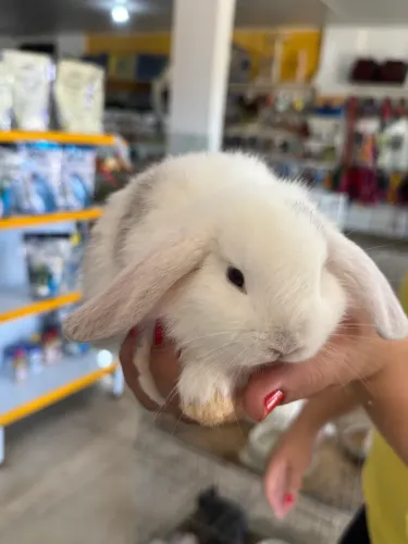 Coelho Mini Lop