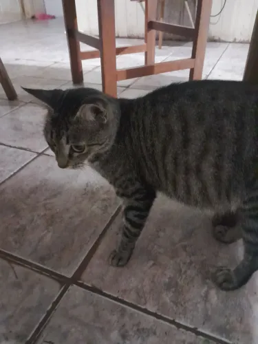 Gatinha grávida precisando de resgate