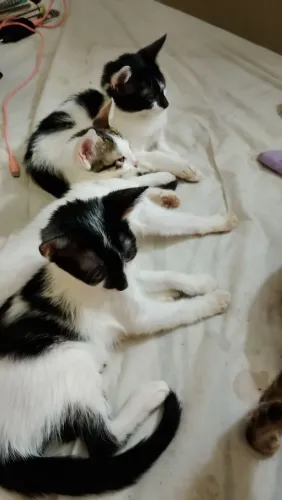 Gatos para adoção 