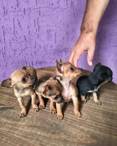 Pinscher lindos