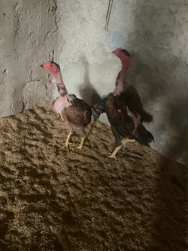 Frango e Frangas Polacas