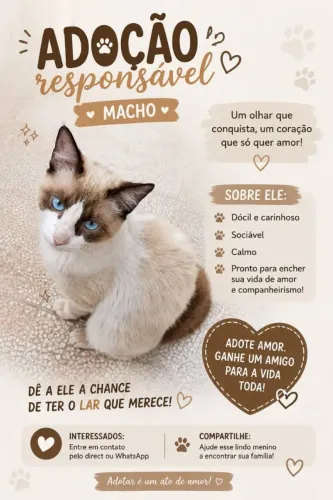 Gato para adoção responsável