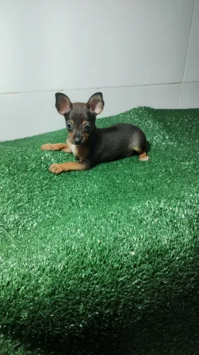 Pinscher fêmea.