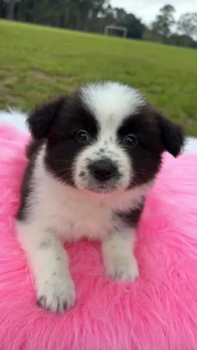 Border collie fêmea