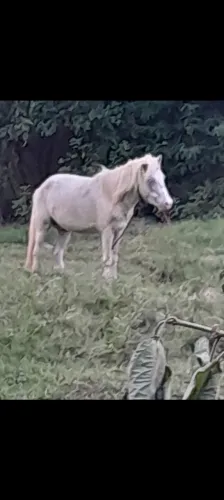 Pônei Vendo aceito troca