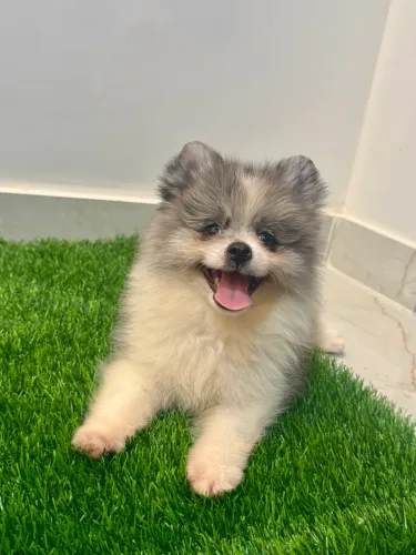 Lulu da pomerânia