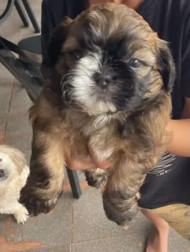 Vendo filhotes de Shih-Tzu