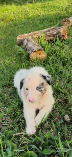 Border collie