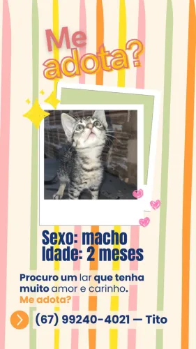 Gatinhos/as para Adoção Responsável