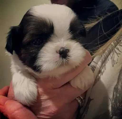 Filhotes de Shih Tzu | Companheiro que sempre anima