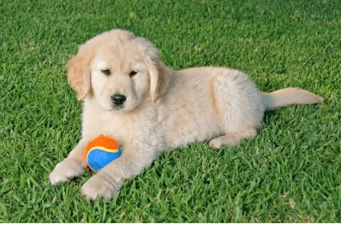 Golden retriever 