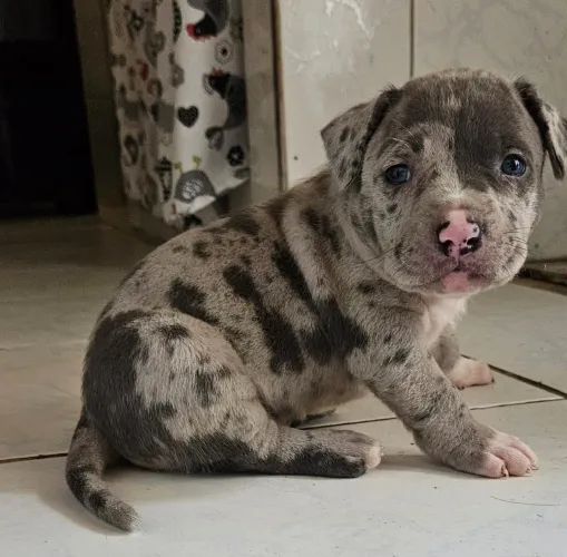 Filhote Pit monster