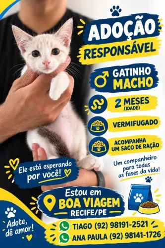Doação de Gatinho Macho Boa Viagem