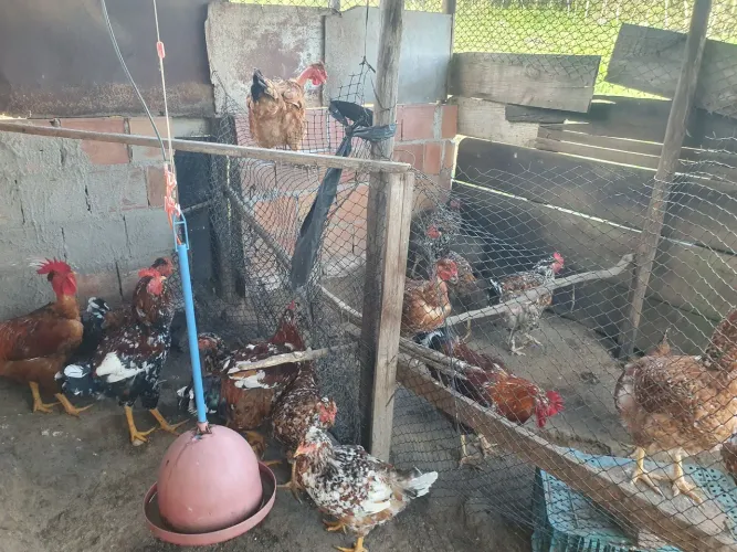 GALINHA DE QUINTAL