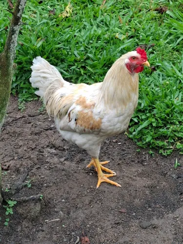Vendo 2 galos de 6 meses