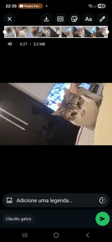 Gato doação responsável 