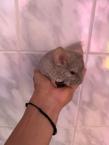 Vendo Chinchilas