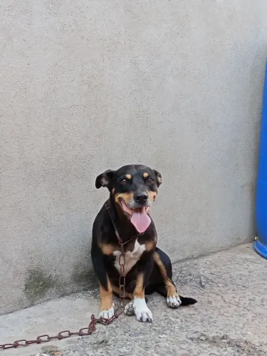 Doando Cachorro Castrado
